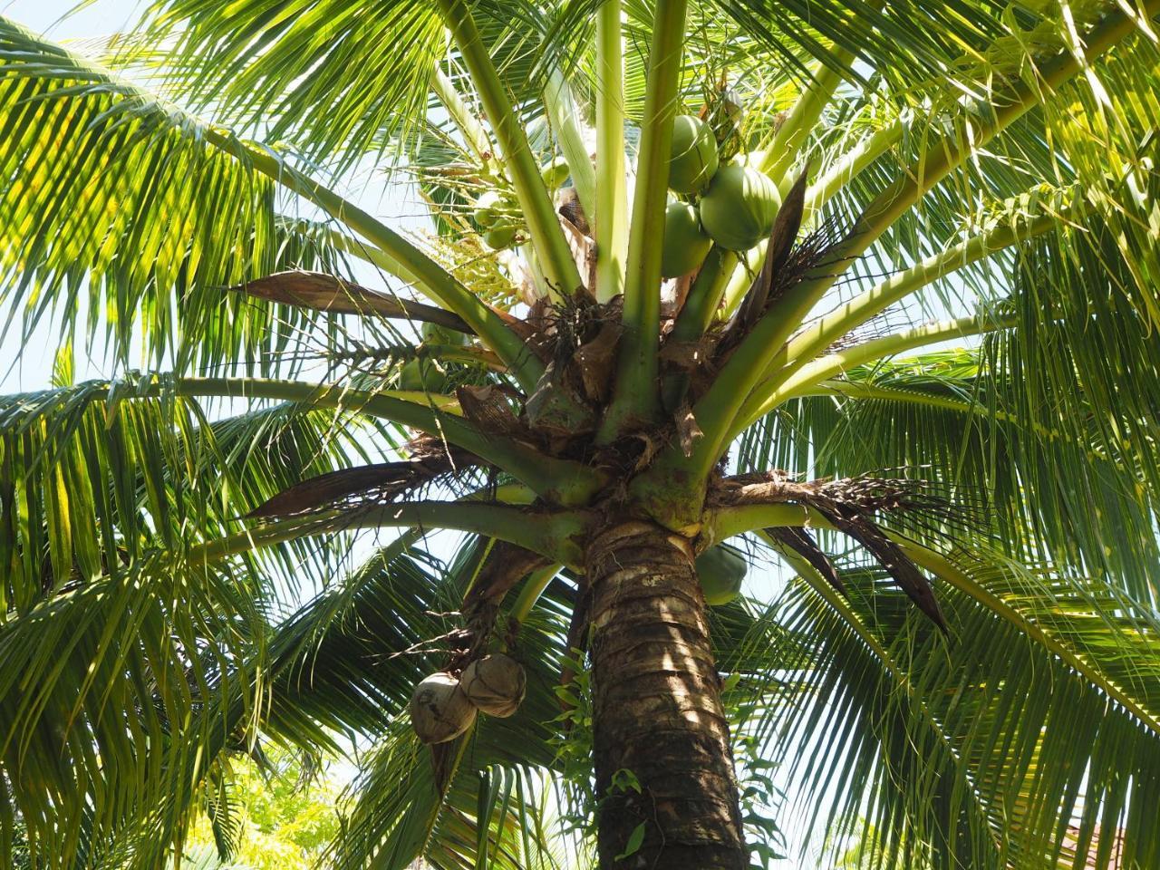 Coconut Bungalow Nai Yang Beach Kültér fotó